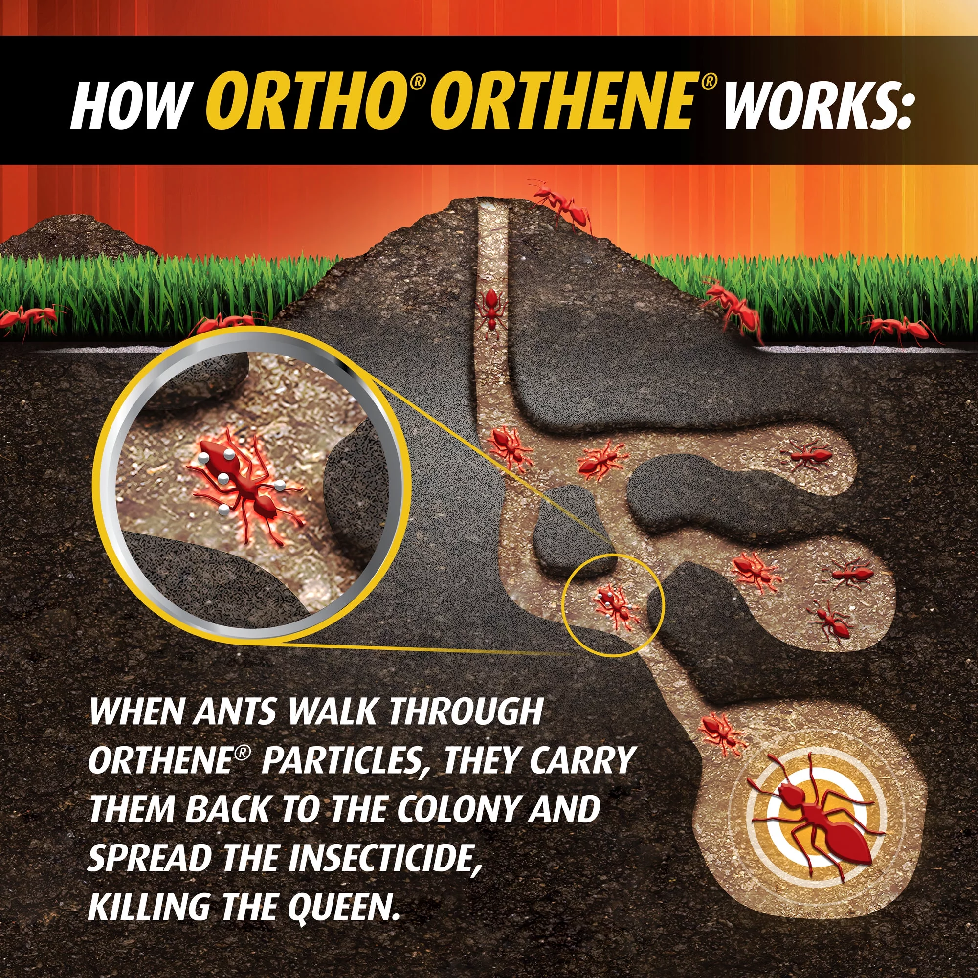 Ortho Orthene Fire Ant Killer1, Kills Queen & Destroys Mound, 12 oz. - Womvr